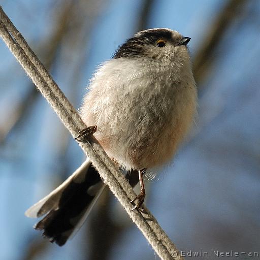 ENE-20080216-0008.jpg - [nl] Staartmees ( Aegithalos caudatus ) | Ommeren, Nederland[en] Long-tailed Tit ( Aegithalos caudatus ) | Ommeren, The Netherlands